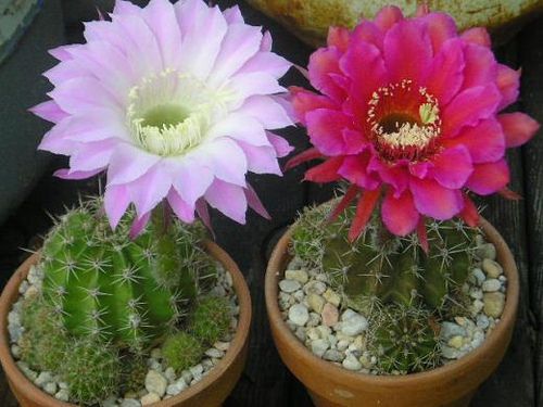 cac-loai-cay-hut-buc-xa-may-tinh-xuong-rong