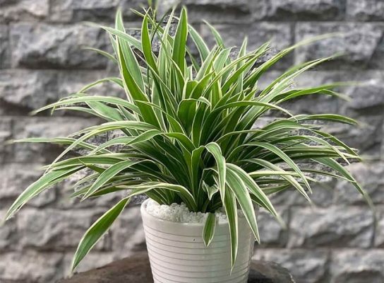 cay-hut-buc-xa-may-tinh-hieu-qua-dan-van-phong-khong-the-bo-qua-cay-day-nhen