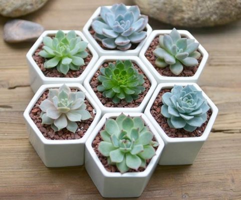 cay-hut-buc-xa-may-tinh-hieu-qua-dan-van-phong-khong-the-bo-qua-sen-da